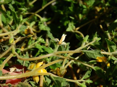 Mentzelia parvifolia, photographed by Guillermo Debandi
