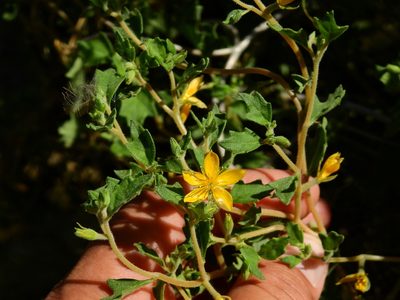 Mentzelia parvifolia, photographed by Guillermo Debandi