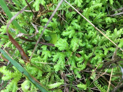 Selaginella ludoviciana, photographed by Jessica
