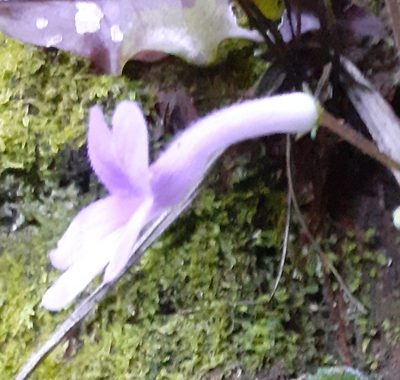 Streptocarpus molweniensis, photographed by grabbarg