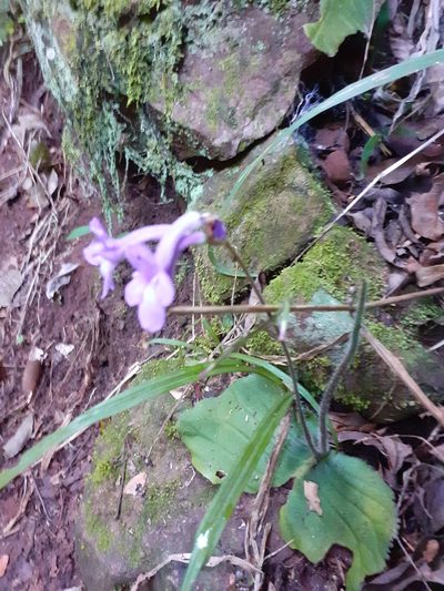 Streptocarpus molweniensis, photographed by grabbarg