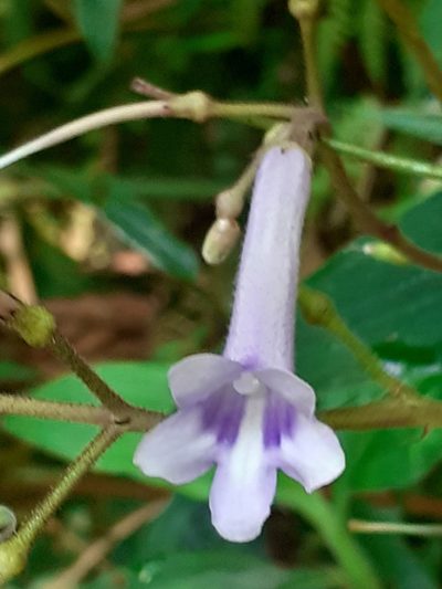 Streptocarpus grandis, photographed by grabbarg