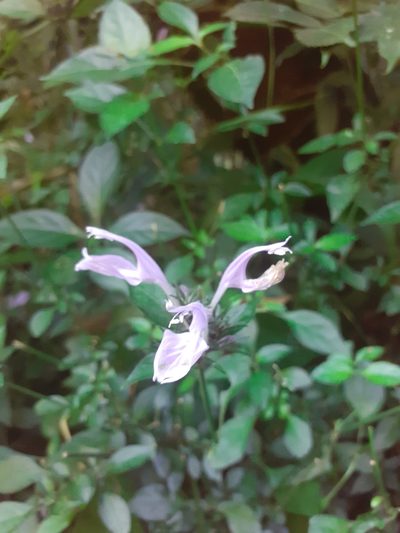 Isoglossa cooperi, photographed by grabbarg