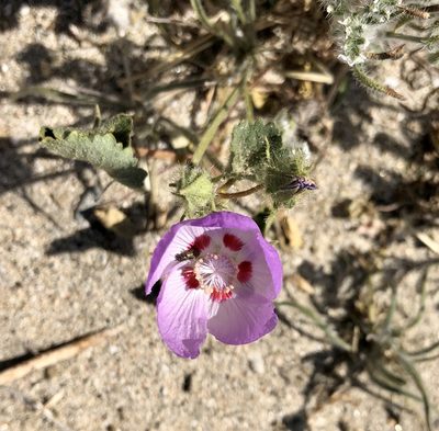 Eremalche rotundifolia, photographed by nmoorhatch