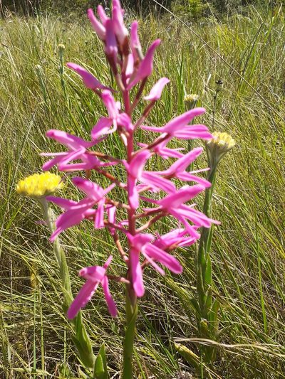 Disa nervosa, photographed by grabbarg