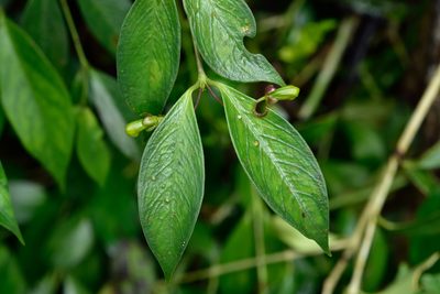 Aeschynanthus acuminatus, photographed by 國立臺灣博物館