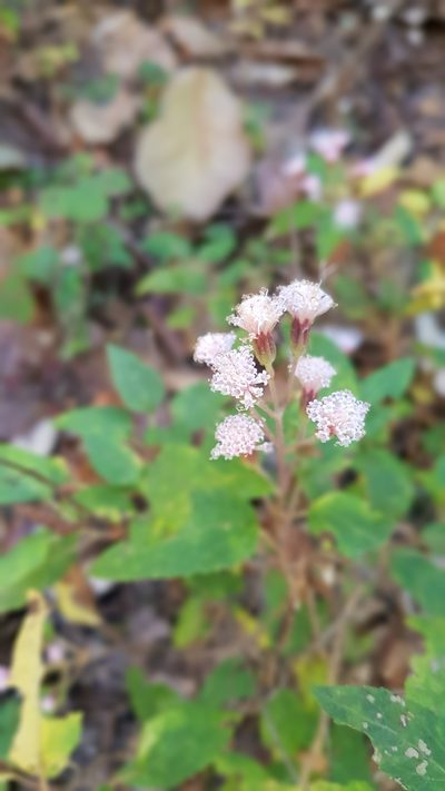 Ageratina mairetiana, photographed by Eugenio Padilla