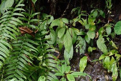 Titanotrichum oldhamii, photographed by 國立臺灣博物館