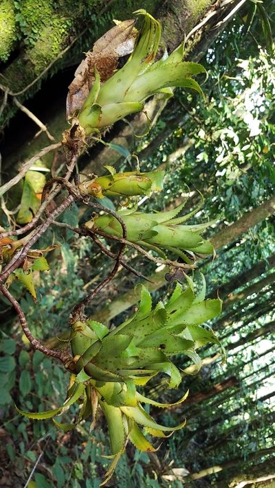 Hylaeaicum mooreanum, photographed by Alan Rockefeller