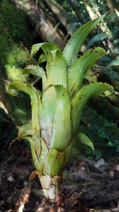 Hylaeaicum mooreanum, photographed by Alan Rockefeller