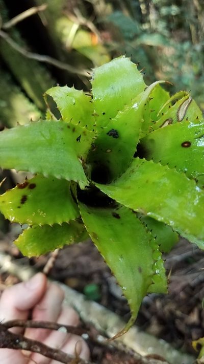 Hylaeaicum mooreanum, photographed by Alan Rockefeller