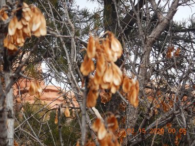 Fraxinus anomala, photographed by Parker Hopkins