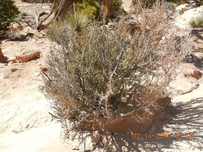 Cercocarpus intricatus, photographed by Parker Hopkins
