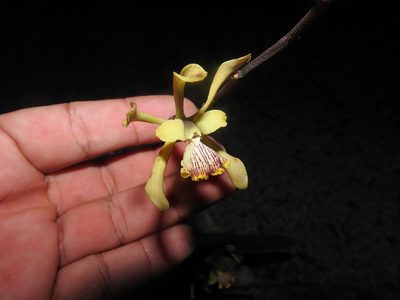 Encyclia alata, photographed by Juan Cruzado Cortés