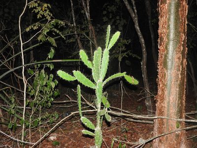 Opuntia karwinskiana, photographed by Juan Cruzado Cortés