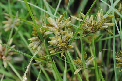 Cyperus flavescens, photographed by Zihao Wang