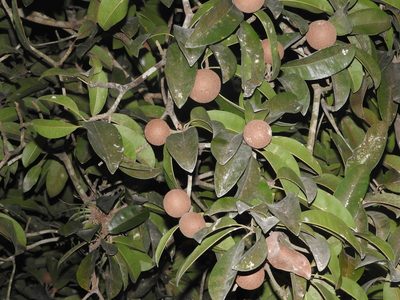 Manilkara zapota, photographed by Juan Cruzado Cortés