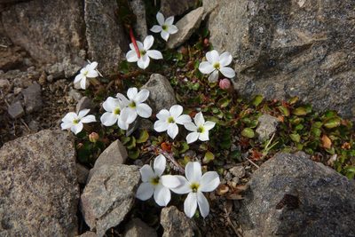Lobelia glaberrima, photographed by John Barkla