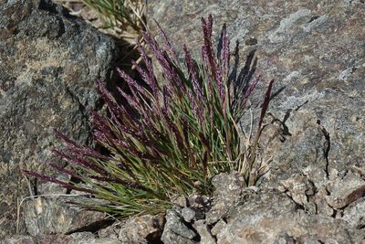 Agrostis muelleriana, photographed by John Barkla