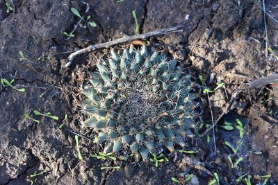 Mammillaria brandegeei, photographed by Alan Rockefeller