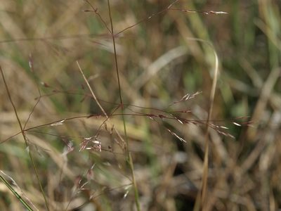 Agrostis scabra, photographed by Jim Morefield