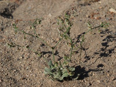 Eriogonum cernuum, photographed by Jim Morefield