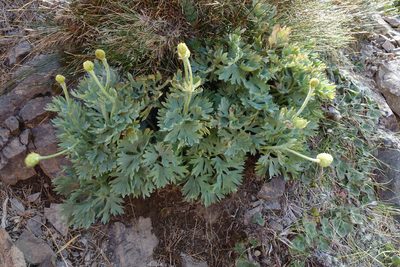 Ranunculus buchananii, photographed by John Barkla