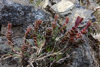 Veronica spectabilis, photographed by John Barkla