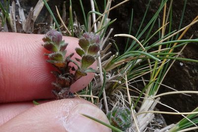 Veronica spectabilis, photographed by John Barkla