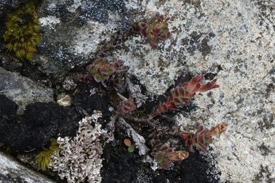 Veronica spectabilis, photographed by John Barkla