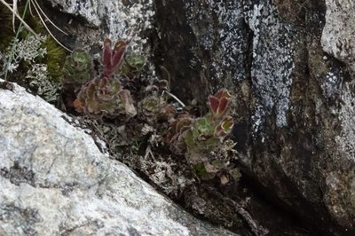 Veronica spectabilis, photographed by John Barkla
