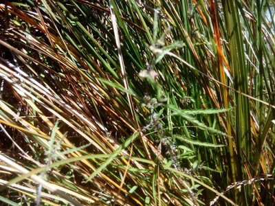 Urtica perconfusa, photographed by Joe Potter Butler