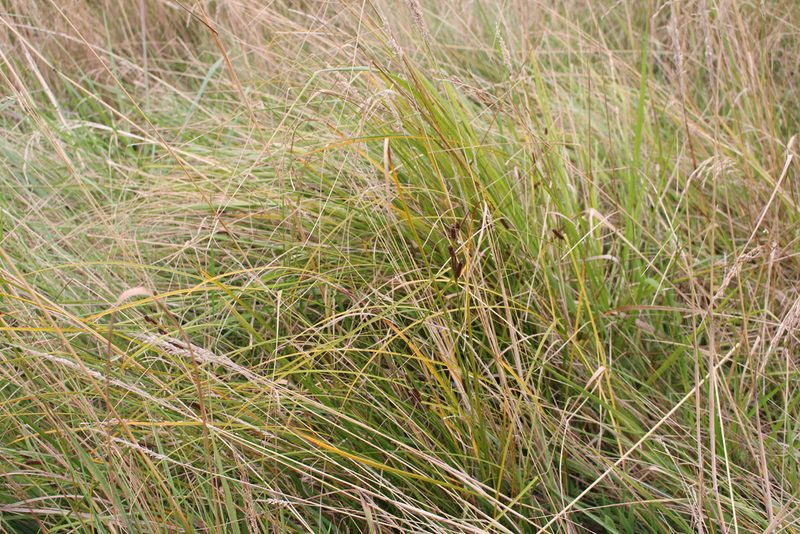 Carex dipsacea, photographed by Joe Potter Butler