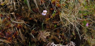 Pinguicula lusitanica, photographed by Jake Dalzell