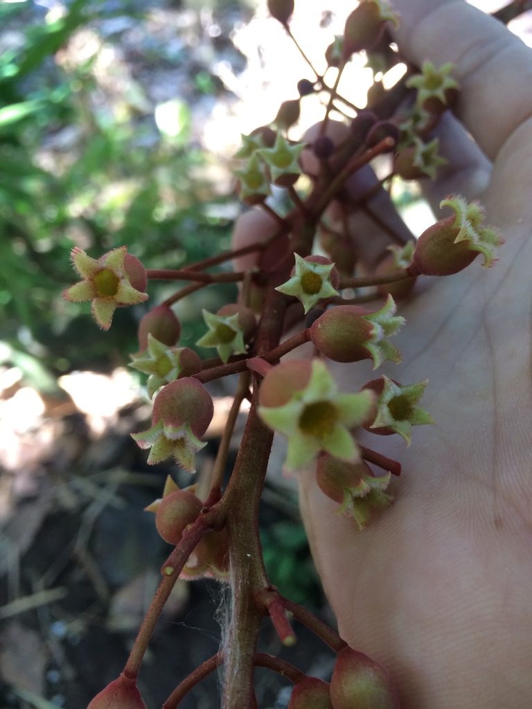 Sterculia stipulata, photographed by Greg III Espera