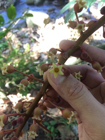 Sterculia stipulata, photographed by Greg III Espera