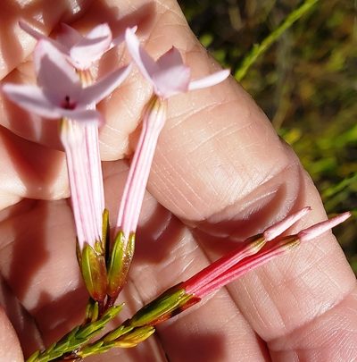 Erica jasminiflora, photographed by linkie