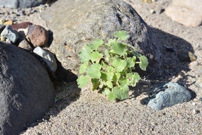 Amauria rotundifolia, photographed by Alan Rockefeller