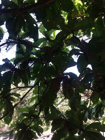 Sterculia stipulata, photographed by Greg III Espera