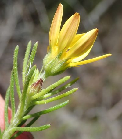 Gibbaria scabra, photographed by Nicola van Berkel