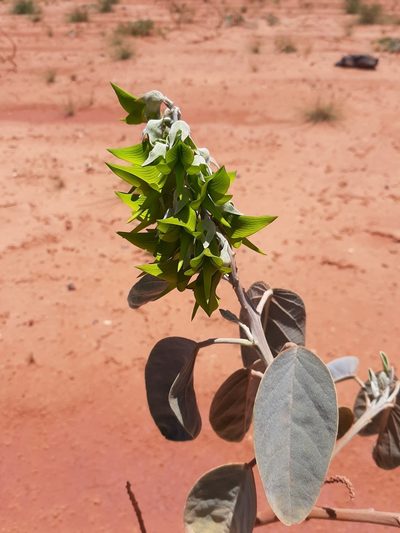 Crotalaria cunninghamii, photographed by T. Hammer