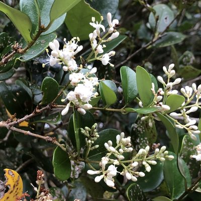 Ligustrum japonicum, photographed by Takaaki Hattori