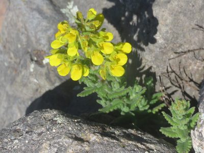 Calceolaria santolinoides, photographed by Diego Carús
