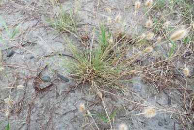 Puccinellia stricta, photographed by Colin Meurk