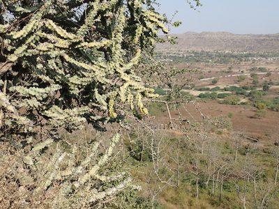 Euphorbia neriifolia, photographed by John Brew