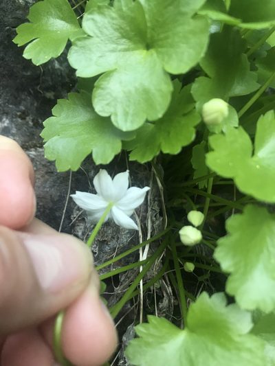 Ranunculus hystriculus, photographed by Erica Krimmel