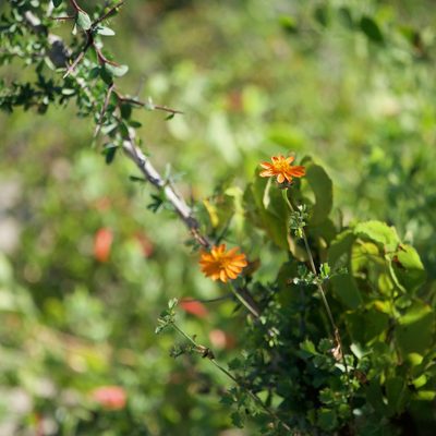 Adenophyllum speciosum, photographed by Bill Levine
