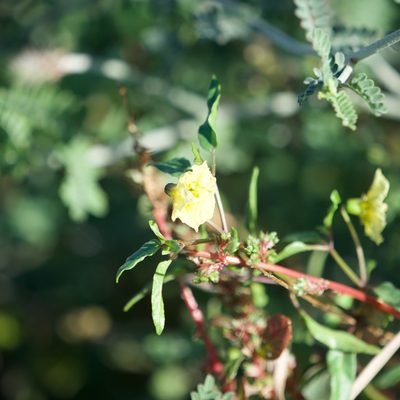 Physalis glabra, photographed by Bill Levine