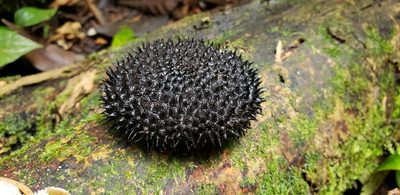 Apeiba membranacea, photographed by George Pushkal