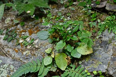 Hilliella rivulorum, photographed by 國立臺灣博物館